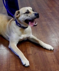 Golden Labrador Dogs for adoption in Amarillo, TX, USA