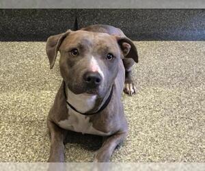 American Pit Bull Terrier Dogs for adoption in pomona, CA, USA