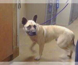 German Shepherd Dog Dogs for adoption in Sacramento, CA, USA