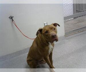 Staffordshire Bull Terrier-Unknown Mix Dogs for adoption in Pasadena, TX, USA