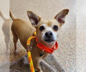 Chihuahua Dogs for adoption in Springfield, MA, USA