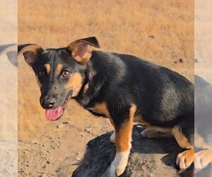 Pembroke Welsh Corgi-Unknown Mix Dogs for adoption in Chico, CA, USA