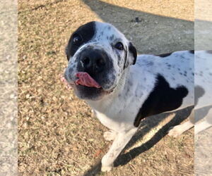 Mutt Dogs for adoption in Rockaway, NJ, USA