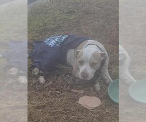 American Staffordshire Terrier-Unknown Mix Dogs for adoption in San Antonio, TX, USA