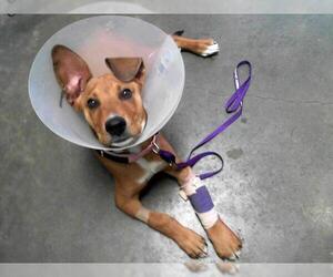 Rhodesian Ridgeback-Unknown Mix Dogs for adoption in Tulsa, OK, USA