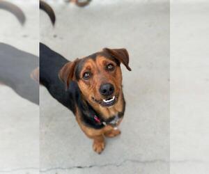 Basset Hound-Rottweiler Mix Dogs for adoption in Santa Barbara, CA, USA