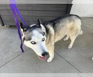 Siberian Husky Dogs for adoption in Rancho Cucamonga, CA, USA