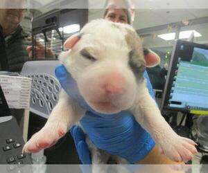 Mutt Dogs for adoption in Oklahoma City, OK, USA