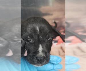 Mutt Dogs for adoption in San Antonio, TX, USA