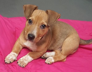 Beagi Dogs for adoption in Weatherford, OK, USA