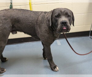 Labrador Retriever-Unknown Mix Dogs for adoption in Denver, CO, USA