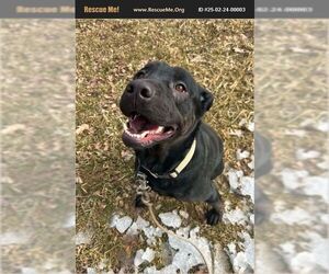 American Pit Bull Terrier-Labrador Retriever Mix Dogs for adoption in Benton, PA, USA