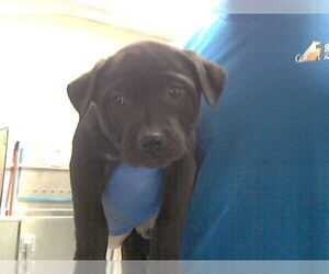 Mutt Dogs for adoption in Fayetteville, NC, USA