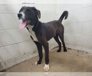 Border Collie-Unknown Mix Dogs for adoption in San Bernardino, CA, USA