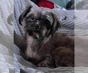 Maltese-Unknown Mix Dogs for adoption in Tenafly, NJ, USA