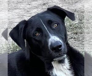 Labrador Retriever Dogs for adoption in Yardley, PA, USA