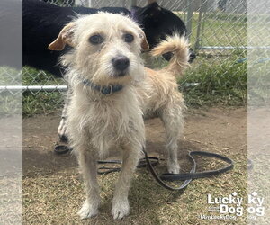 Cairn Terrier-Unknown Mix Dogs for adoption in Washington, DC, USA