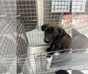Labrador Retriever-Unknown Mix Dogs for adoption in Pasadena, TX, USA