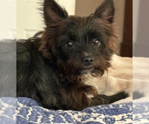 Mutt Dogs for adoption in Cranston, RI, USA