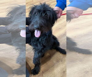 Labradoodle Dogs for adoption in Clarkston, MI, USA