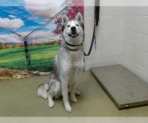 Siberian Husky-Unknown Mix Dogs for adoption in Moreno Valley, CA, USA