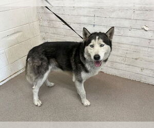 Siberian Husky Dogs for adoption in San Bernardino, CA, USA
