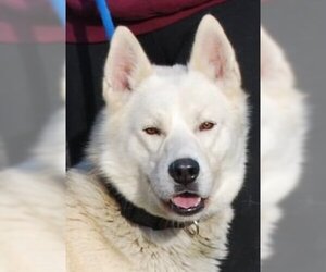 Huskies -Unknown Mix Dogs for adoption in Chesapeake City, MD, USA