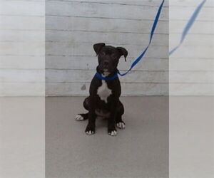 American Pit Bull Terrier Dogs for adoption in San Bernardino, CA, USA