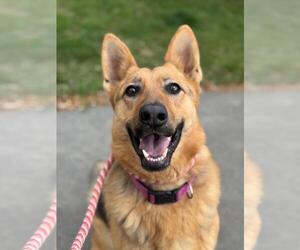 German Shepherd Dog Dogs for adoption in Woodland, CA, USA