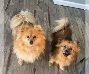 Pomeranian Dogs for adoption in Westmont, IL, USA