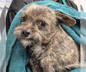 Chihuahua Dogs for adoption in Bakersfield, CA, USA