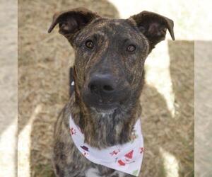 Mutt Dogs for adoption in San Antonio, TX, USA