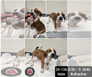 Boxer-Coonhound Mix Dogs for adoption in Georgetown, KY, USA