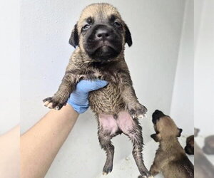 German Shepherd Dog-Unknown Mix Dogs for adoption in Houston, TX, USA