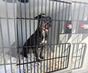 Black Mouth Cur-Unknown Mix Dogs for adoption in Sanford, FL, USA