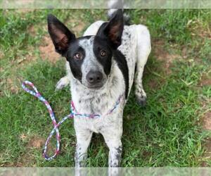 Border Collie-Unknown Mix Dogs for adoption in Tulsa, OK, USA