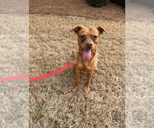 Labrador Retriever-Unknown Mix Dogs for adoption in Ball Ground, GA, USA