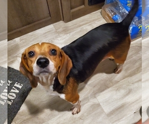 Medium Photo #1 Beagle Puppy For Sale in Blacksburg, SC, USA