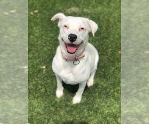 Medium Photo #1 Labrador Retriever-Unknown Mix Puppy For Sale in Denton, TX, USA