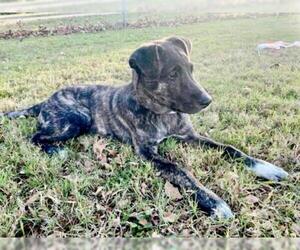 Dutch Shepherd -Unknown Mix Dogs for adoption in Royse City, TX, USA