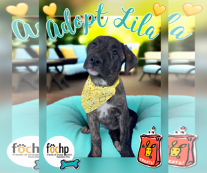 Mutt Dogs for adoption in Menifee, CA, USA