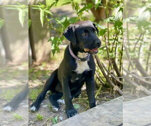 Labrador Retriever-Unknown Mix Dogs for adoption in Brewster, NY, USA