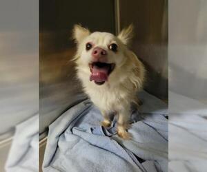 Chihuahua Dogs for adoption in Salisbury, NC, USA
