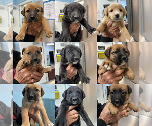 Mutt Dogs for adoption in Jackson Township, NJ, USA