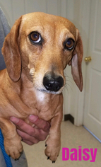 Dachshund Dogs for adoption in Harrisville, WV, USA