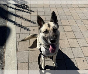 German Shepherd Dog Dogs for adoption in Berkeley , CA, USA