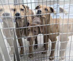 Mutt Dogs for adoption in Martinsburg, WV, USA