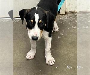 American Foxhound Dogs for adoption in Rosenberg, TX, USA