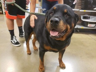 Rottweiler Dogs for adoption in Great Bend, KS, USA