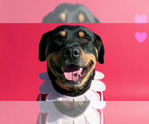 Rottweiler Dogs for adoption in Gilbert, AZ, USA